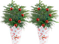 Costa Farms Live Small Norfolk Island Pine Christmas Tree in Modern Décor Planter, Holiday, Christmas Gift, Decoration, Holidays Room Decor, 10-12 Inches Tall