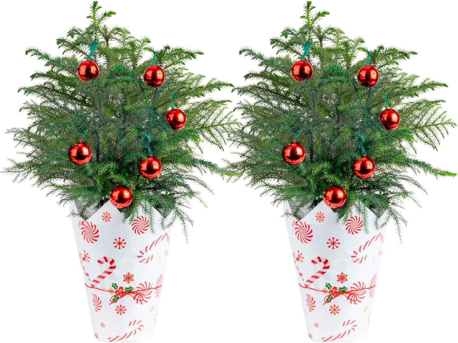Costa Farms Live Small Norfolk Island Pine Christmas Tree in Modern Décor Planter, Holiday, Christmas Gift, Decoration, Holidays Room Decor, 10-12 Inches Tall