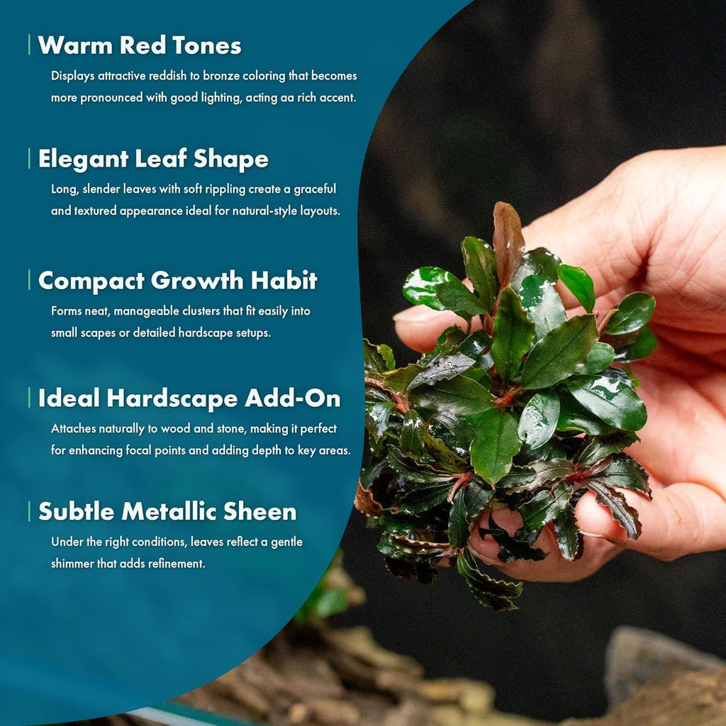 SubstrateSource Live Plants - Bucephalandra Catherine Red - Low Light, Dark Green to Red Accent for Foreground to Midground Freshwater Aquarium Aquascaping - Pot