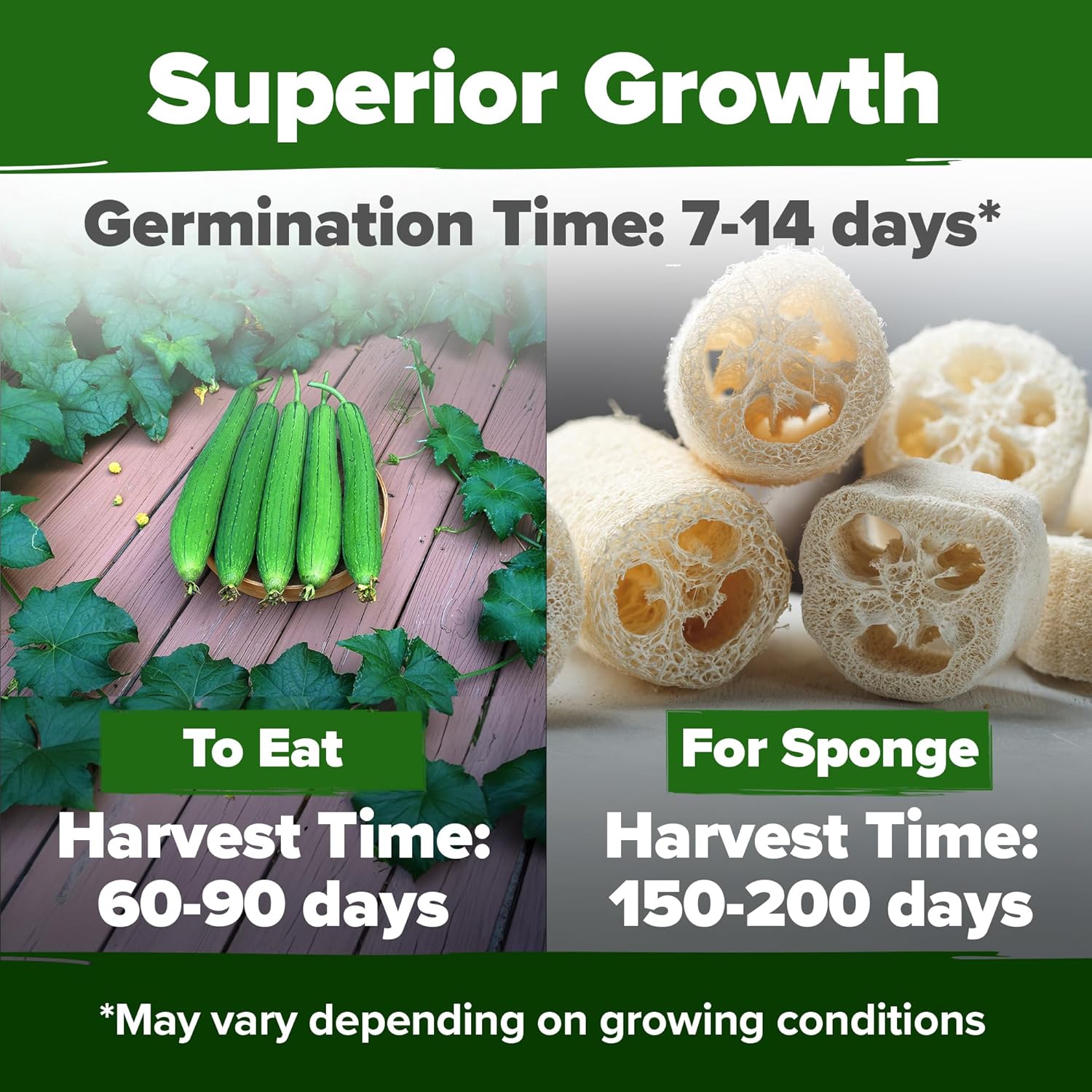 HOME GROWN Luffa Seeds 2 Pack(Luffa aegyptiaca) 80 Heirloom Non GMO Loofah Gourd Seeds for Planting High Germination Rate - Make Sponges or Harvest Young Loofahs for Eating