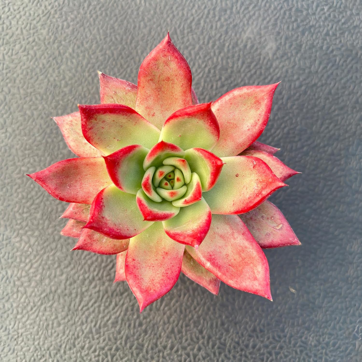 Live Succulent Plants (Echeveria 'RedRoca'), Easy Care Houseplant for Home and Office Decor, Great Gift for Housewarming, Birthday, Thanksgiving