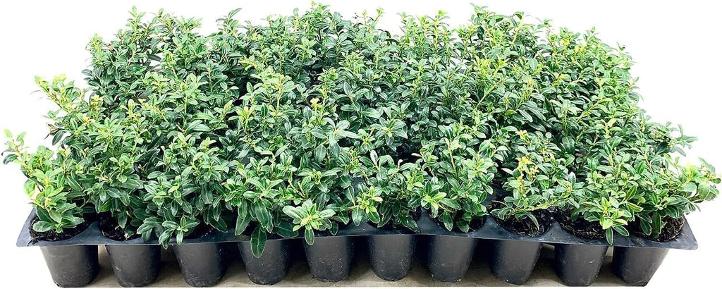 Soft Touch Compact Japanese Holly | 3 Live Plants | Ilex crenata | Low Maintenance Evergreen Shrub