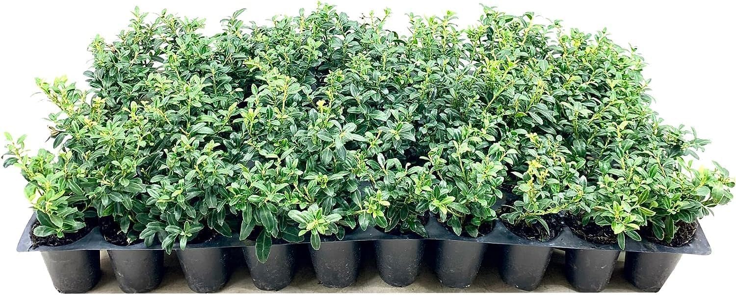 Soft Touch Compact Japanese Holly | 20 Live Plants | Ilex crenata | Low Maintenance Evergreen Shrub