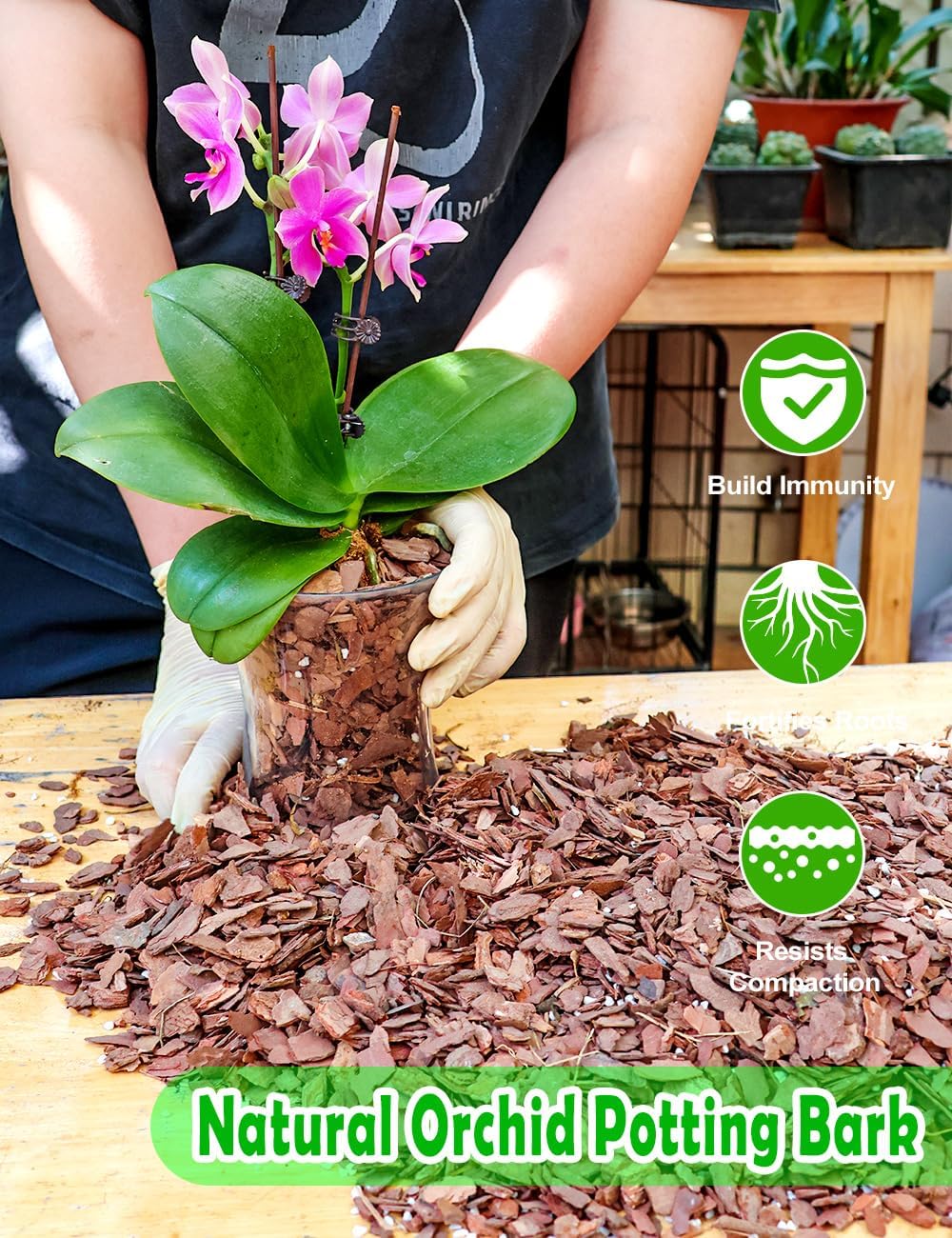 TOYPOPOR Orchid Potting Mix, Orchid Bark with Perlite, Potting Soil Medium for Plants Indoor, Pine Bark Wood Chips for Houseplant Fast Drainage, Water Retention, Air Flow and Root Ventilation 1 Quart