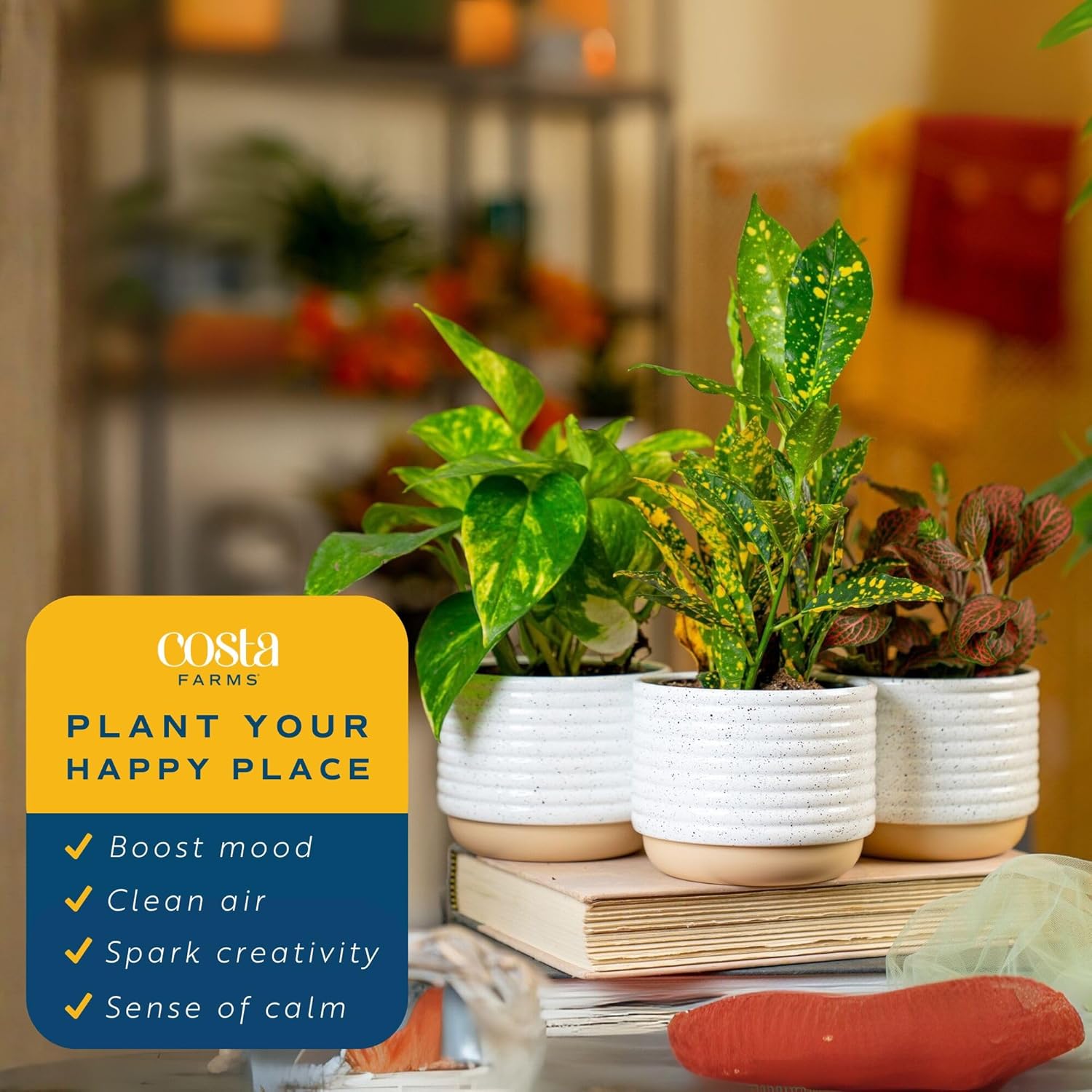 Costa Farms Live Indoor Plants in Decorative Pots, Easy to Maintain, Air Purifying Houseplants, Assorted Varieties, Room or Home Decor, House Warming Gift, 8-12 Inches Tall, Pack of 3
