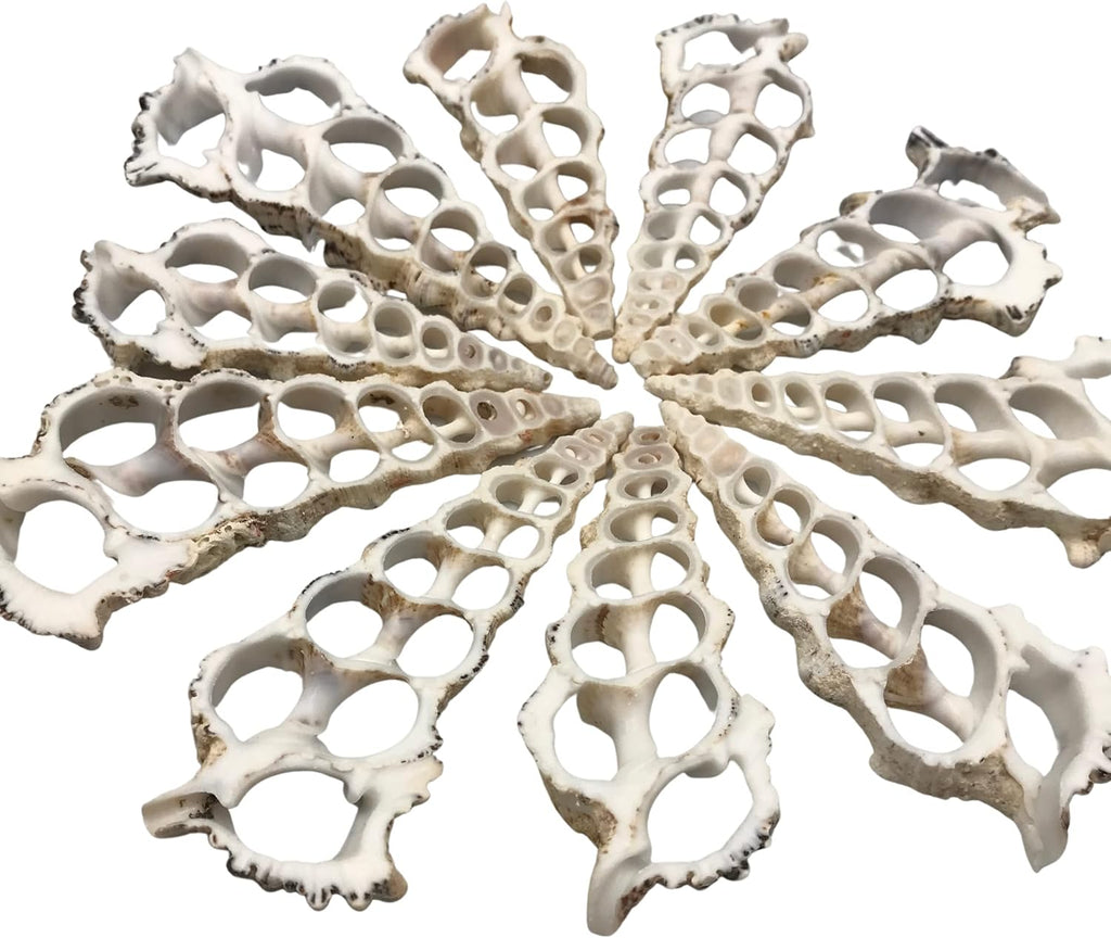 PEPPERLONELY 10 PC Large Center Cut Cerithium Nodolosum Sea Shells, 3 Inch ~ 4 Inch