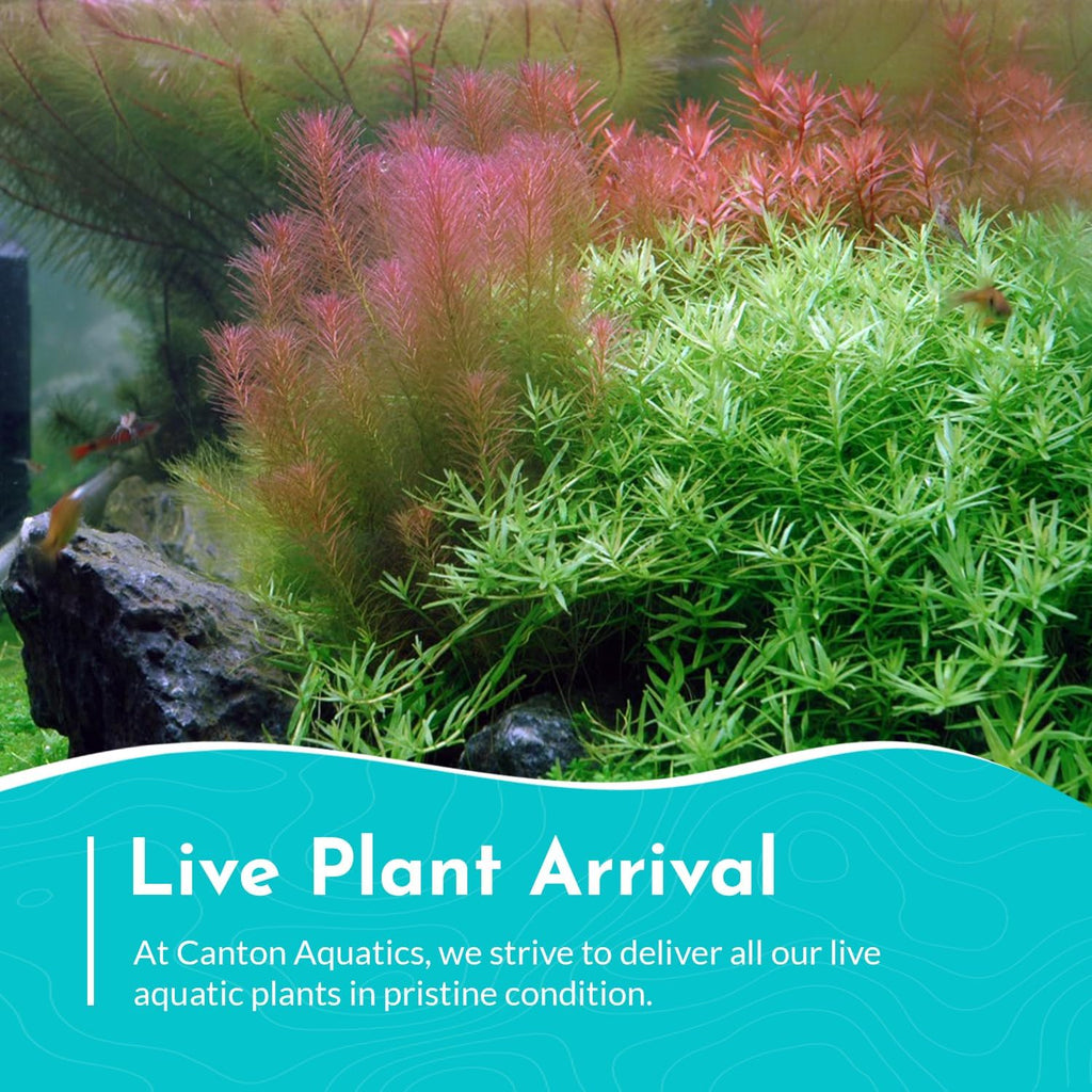 Live Aquarium Rotala Wallichii Plant - Highly Sought & Absorb Wastes - Easy to Maintain - Promote High Water Quality - Bunch 3-5 Stems