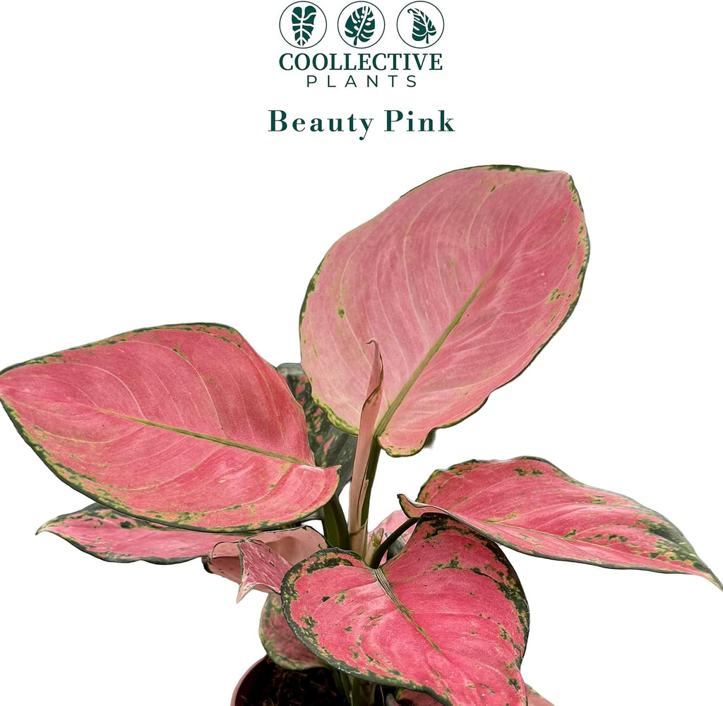 CoollectivePlants Aglaonema Beauty Pink – Aglaonema Live Plant in 4” Growers Pot - Vibrant Pink Live Indoor Plant, Easy Low Maintenance Indoor Plant, Tropical Chinese Evergreen Plant Live