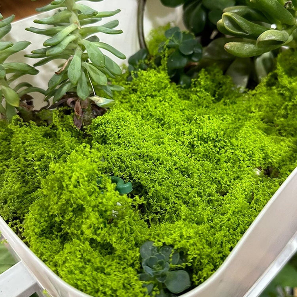 KEYUSHOP Fake Green Moss for Potted Plants 5.3 OZ Preserved Reindeer Moss Craft Decorative Artificial Moss for DIY Decorative Moss Table Centerpieces Decor Wall Art