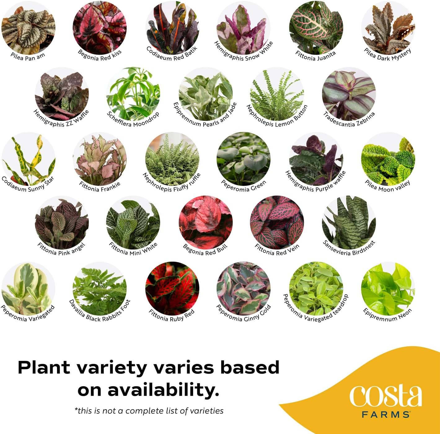 Costa Farms Live Plants (Pack of 12), Easy to Grow Live Indoor Houseplants in 2.5-Inch Plant Pots, Hand-Selected Varieties, Home and Room Decor