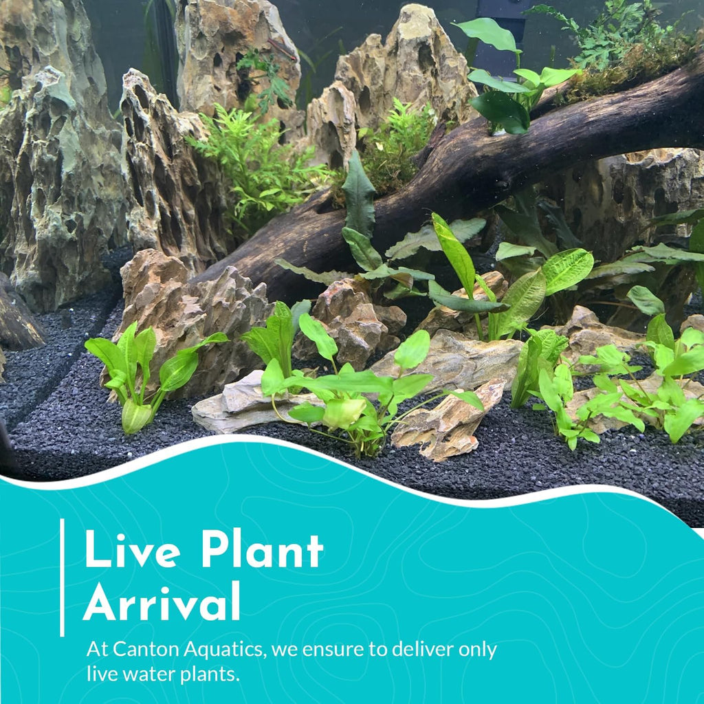 Cryptocoryne Wendtii Green Bare Root - Versatile and Durable ¬- Classic Plant - Mid-Ground Positioning - All Natural & Organic Aquatic Plant - Long Lasting & Easy to Care - Small