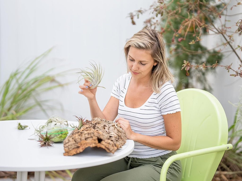 3 Small Chunk Natural Cork Bark DIY Kit with Three Assorted Air Plants, Glue and Hook - Live Tillandsia Succulent House Plant - Wholesale and Bulk - Easy Care Indoor and Outdoor Plants