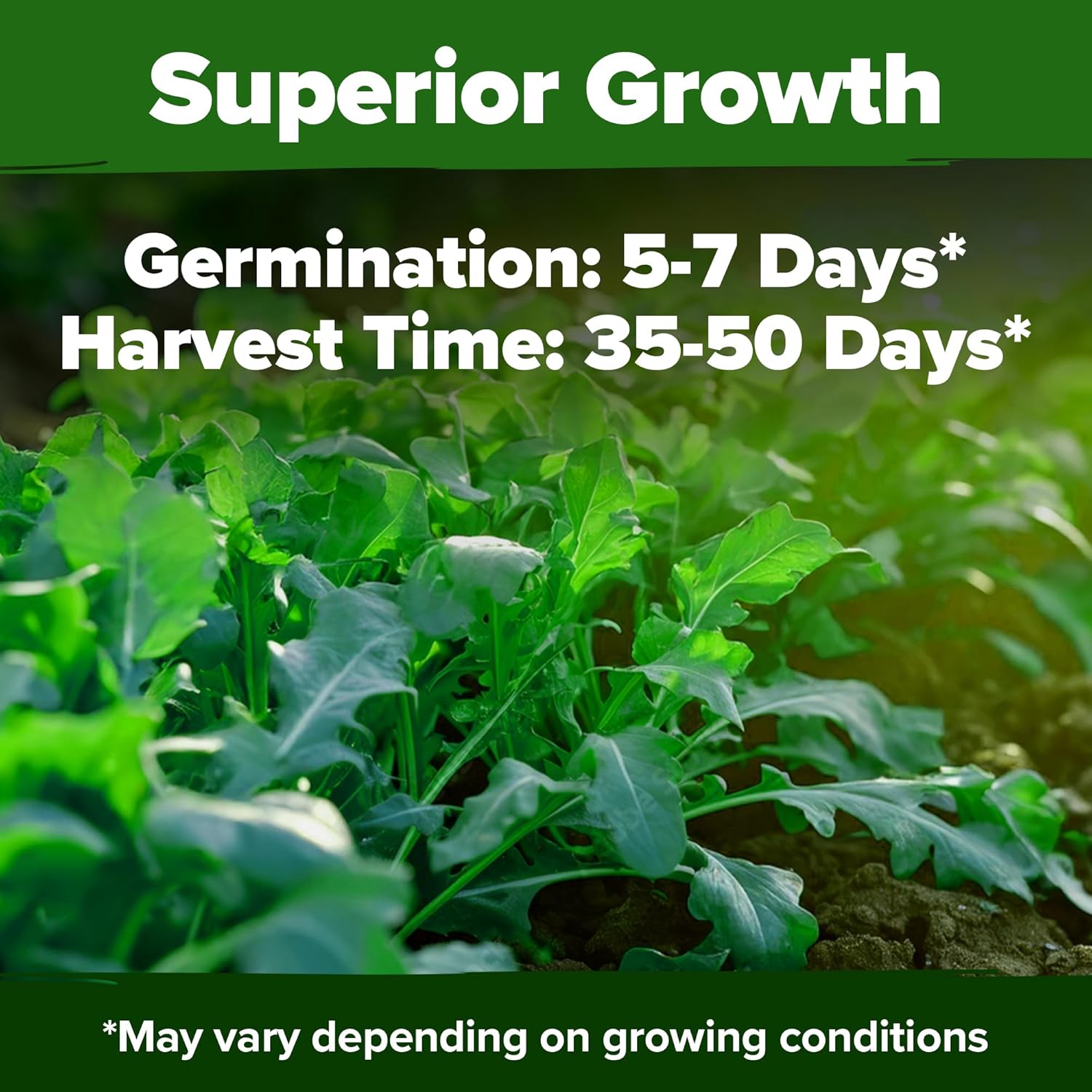 HOME GROWN Arugula Seed 2 Pack – 4350 Vegetable Seeds – Non GMO Ideal Seeds for Hydroponic Garden Indoor – Premium and Heirloom Arugula Seeds for Planting (Eruca vesicaria)