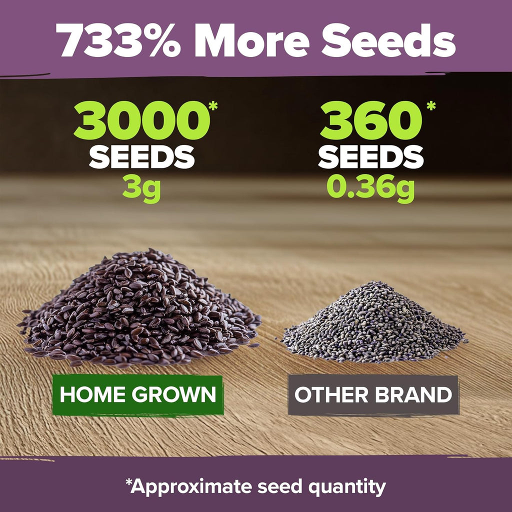 HOME GROWN English Lavender Seeds 2 Pack 3000 Non GMO Wildflower Seed, for Planting Indoor Outdoor High Germination Flower Seeds (Lavandula antustifolia)