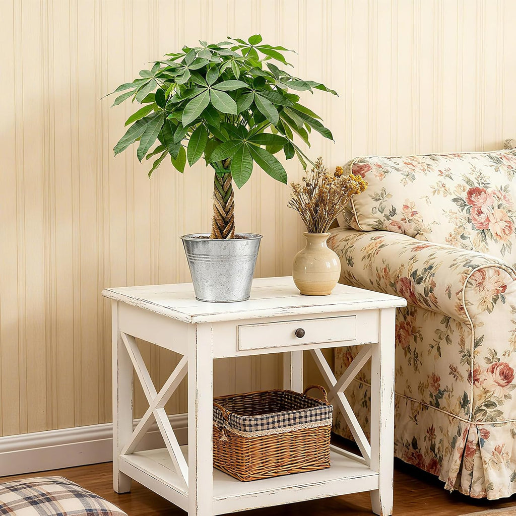 Sprout N Green Small Money Tree with 5 Lucky Braid, Live Plant with Vintage Metal Pot, Decoration for Indoor Home Office Tabletop Windowsill Side Table, Housewarming Christmas Gift, 8-10" Tall