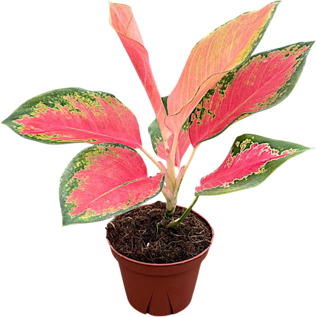 Aglaonema Pink Pearl, Live Plant in a 4 Inch Growers Pot, Live Indoor, Easy to Grow, Easy to Care, and Low Maintenance Houseplant,Pink Plants