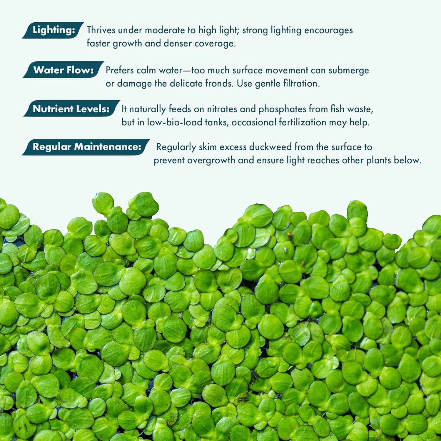 SubstrateSource Live Duckweed (Odorless) - Floating Plant for Freshwater Aquascaping, Turtle Food, Goldfish, Koi, Pond, Terrarium, Betta Fish Tank - Lemna Minor (Aproximately 2000 Plants), 4x4 Bag