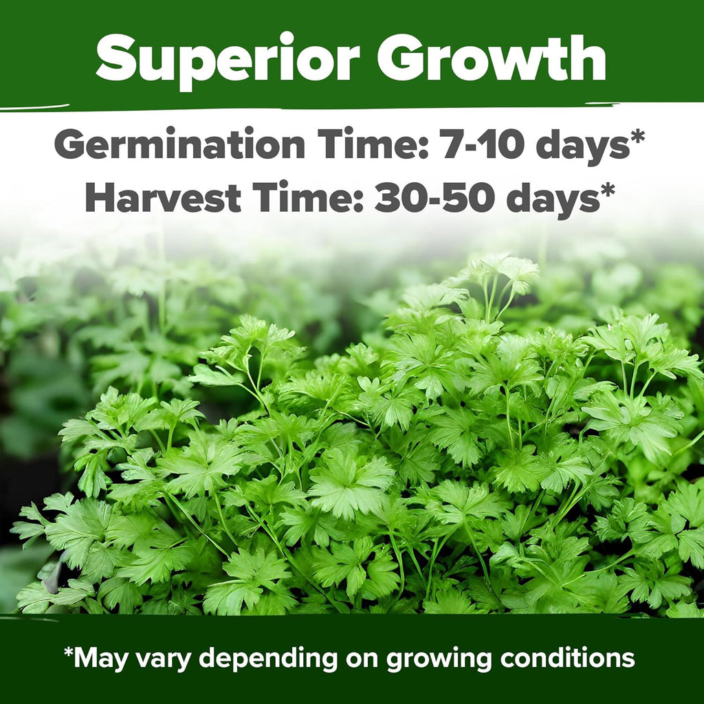 HOME GROWN 1000+ Cilantro Seeds for Planting Indoors or Outdoors - Non-GMO Heirloom Herbs, Coriander Plant Seeds, Herb Seeds Collection for Herb Garden (Coriandrum sativum)