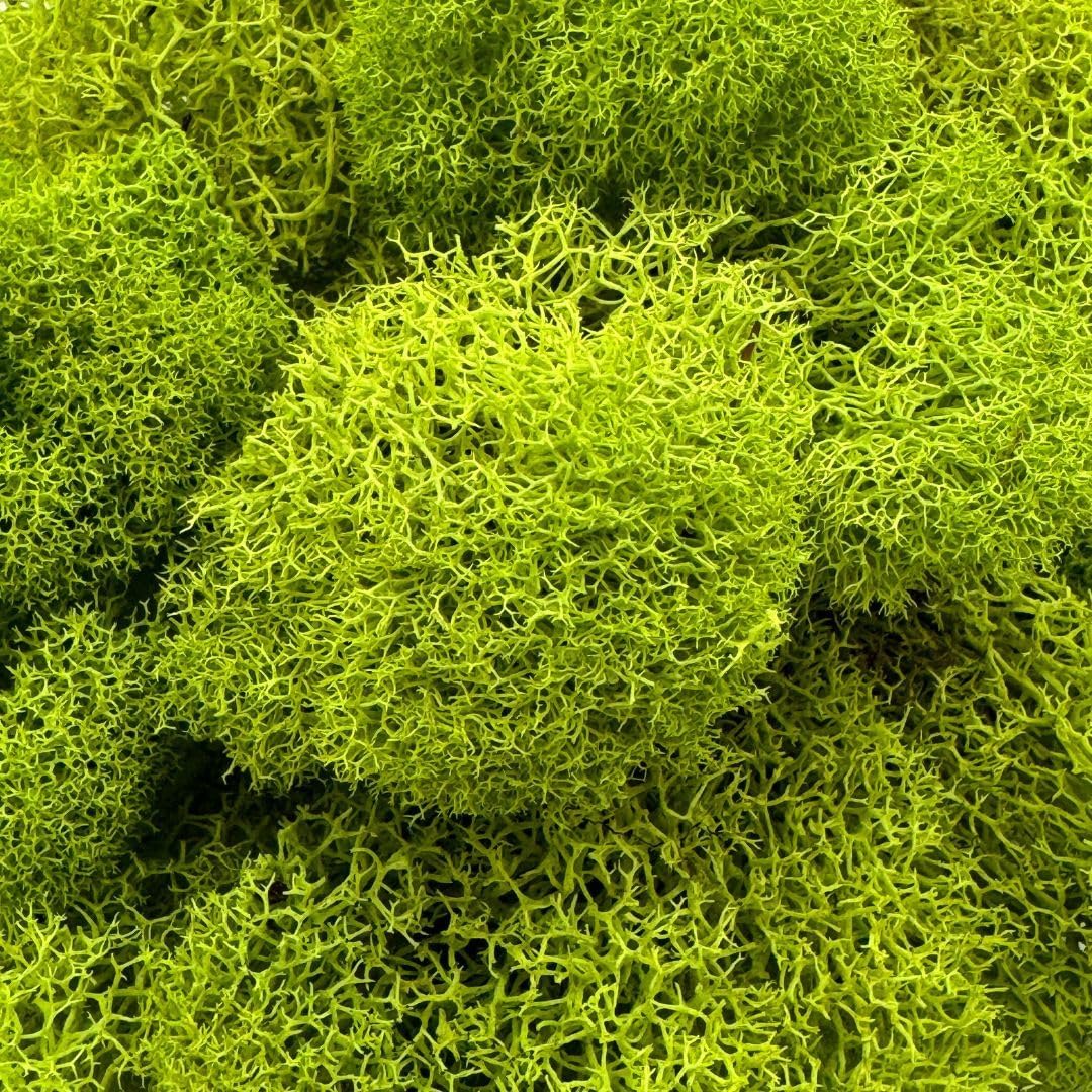Preserved Reindeer Moss - Premium Decorative Moss for Crafts, Home Décor, Art, Design & DIY Projects - Real Moss - Non-Toxic, USA-Made (Chartreuse, Box)