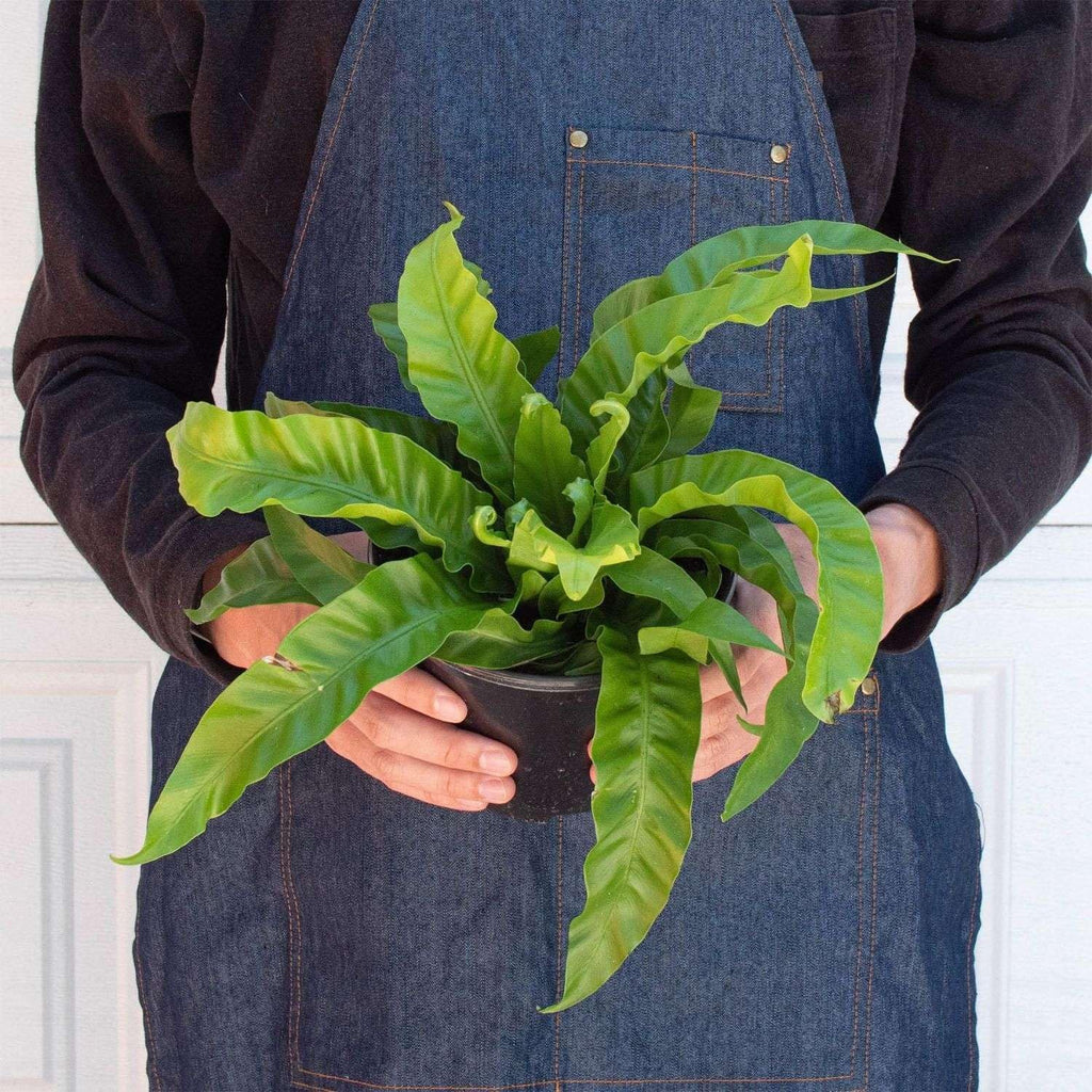 Fern Bird's Nest Hurricane Live Plant for Indoor | Different Houseplants in 4'' & 6'' Pot | Real House Plant for Living Room, Office, Desk & Bathroom | Twisted Asplenium Antiquum
