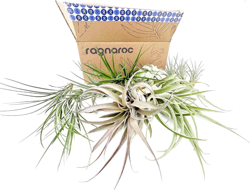 ragnaroc Holiday Hosting Gift Box Jumbo - 12ct - Tillandsia Air Plant Set - Live Arrival Guaranteed - House Plants for Home Decor & Gift