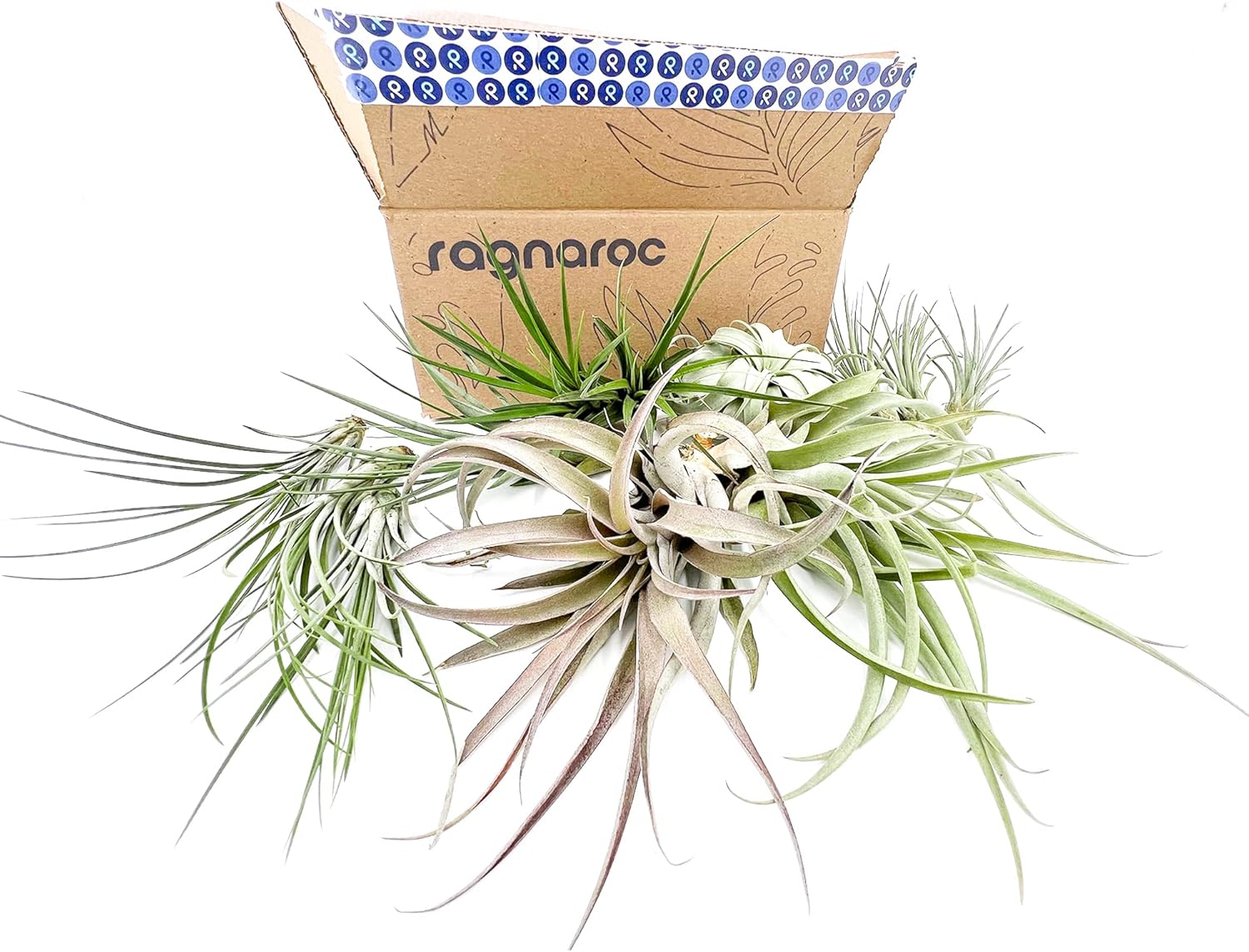 ragnaroc Holiday Hosting Gift Box Jumbo - 12ct - Tillandsia Air Plant Set - Live Arrival Guaranteed - House Plants for Home Decor & Gift
