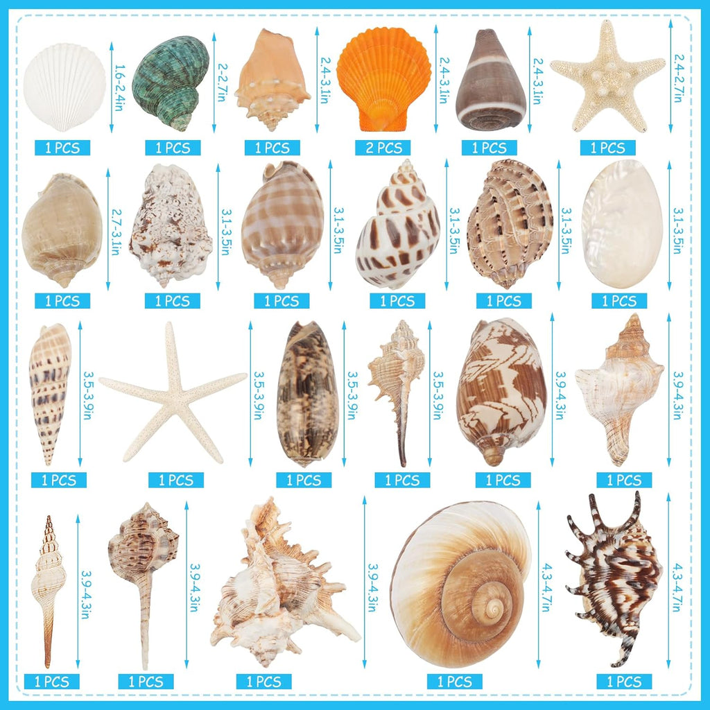 24 PCS Large Sea Shells Mixed Ocean Seashells Starfish Conch Various Sizes Natural Seashells for Fish Tank Beach Themed Party Home Bathroom Wedding Decorations DIY Crafts