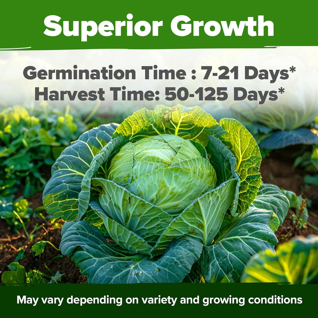 HOME GROWN 7 Cabbage Seeds for Planting - 2000+ Heirloom Seeds - Golden Acre,BokChoy,Savoy,Michihili, Red Acre, Copenhagen Market,Jersey Wakefield - Vegetable Seeds for Planting