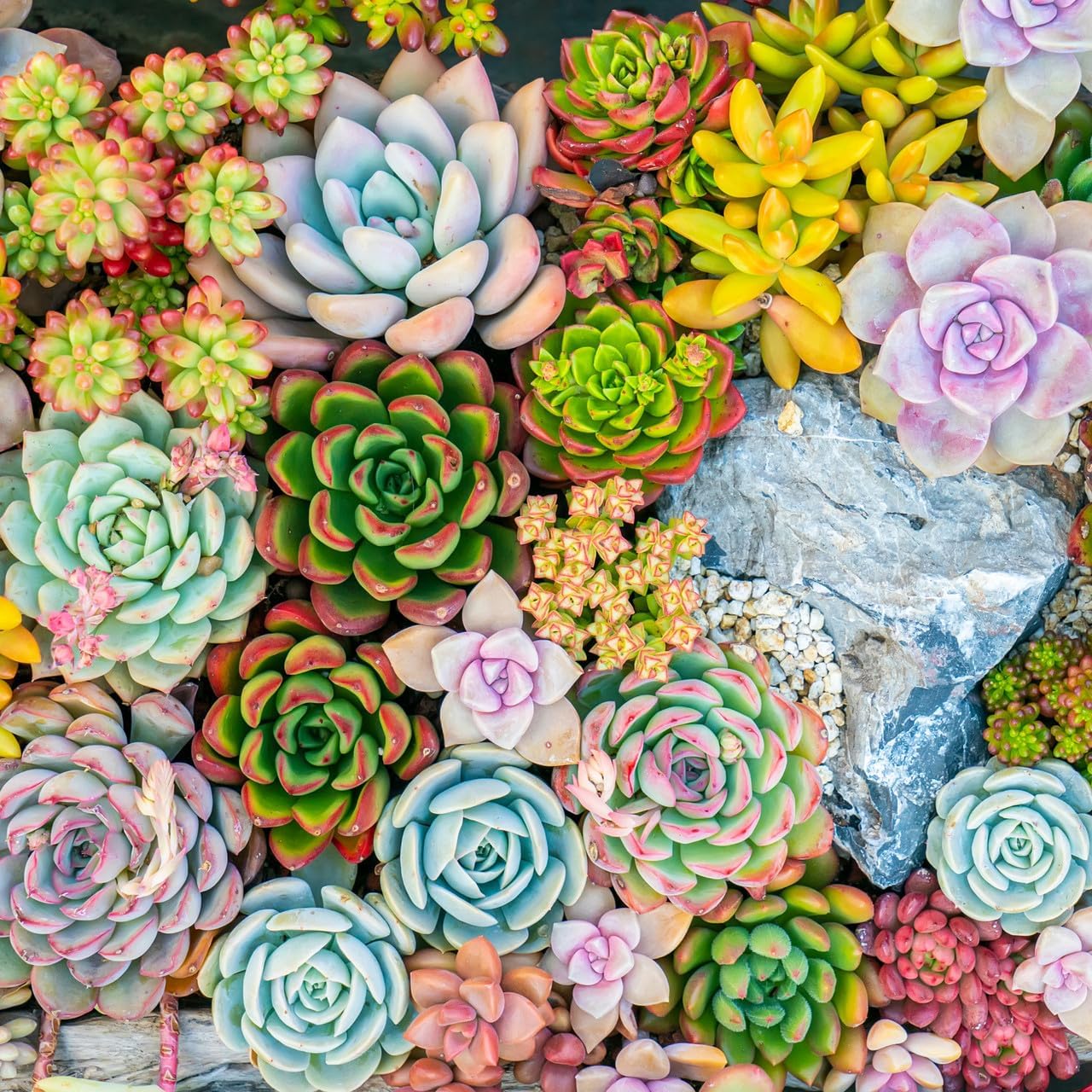 Mountain Crest Gardens Ultimate Succulent Variety Pack - 50 Unique Live Plants, Many Types, Rooted in 2 inch Pots - Indoor/Outdoor Real Succulents for Garden Decor, Favors, DIY Arrangements