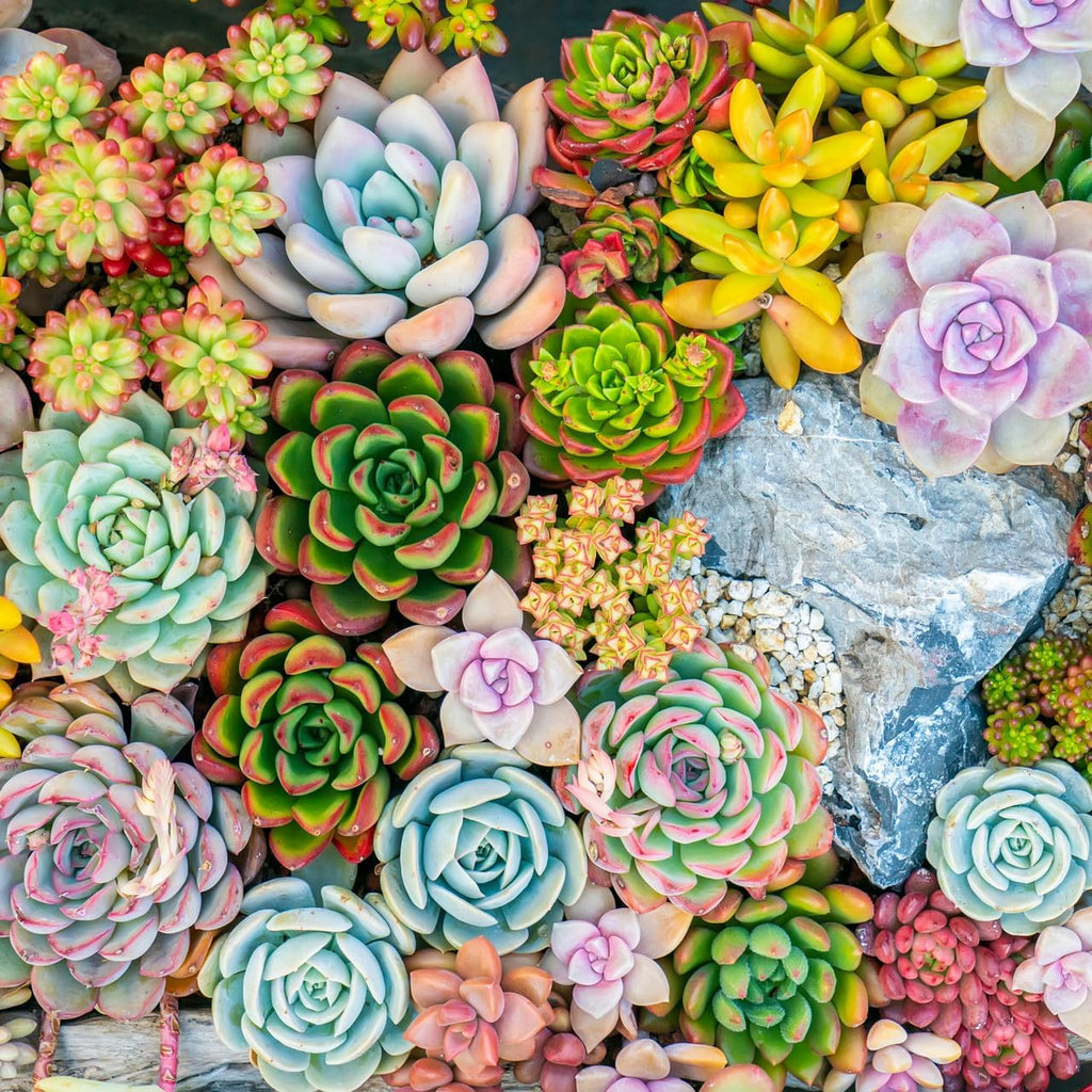 Mountain Crest Gardens Nuthin’ But Color Bulk Succulent Pack - 25 Live Plants, 5 of Each Variety, Rooted in 2 Inch Pots - Real Colorful Succulents for Displays, Events, or Resale