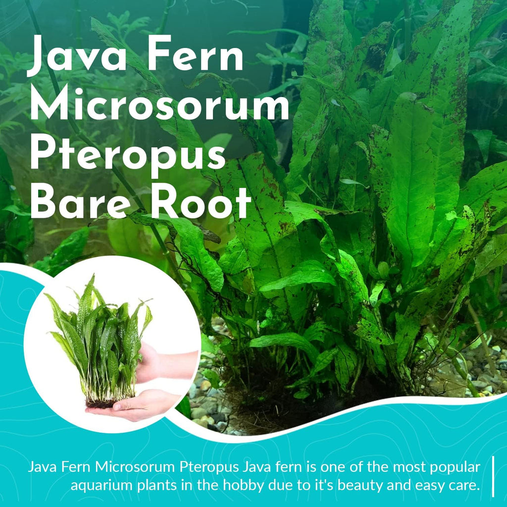 Live Java Fern Microsorum Pteropus Bare Root Windelov Plant - Great for Modern Aquariums - Provides Shelter to Baby Fish - Long Lasting & Easy to Care Aquatic Plants - Small