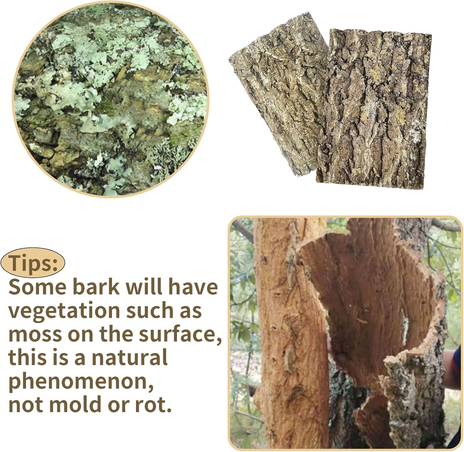 Fhiny 2 PCS Cork Bark Background, 11.6" x 7.7" Natural Cork Bark for Reptiles Tank Backdrop Reptile Climbing Wall Terrarium Decor Accessories for Turtle Beared Dragon Chameleon Snake
