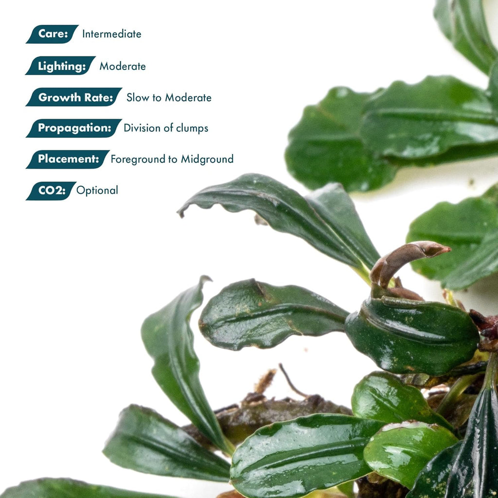 SubstrateSource Bucephalandra Arrogant Blue Live Aquarium Plant - Natural Freshwater Fish Tank Decorations and Aquatic Decor (Plant (6-10 Leaves))