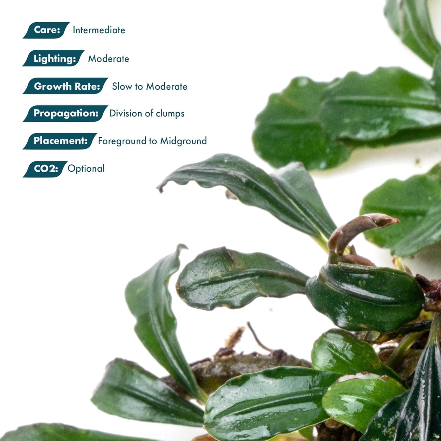 SubstrateSource Bucephalandra Arrogant Blue Live Aquarium Plant - Natural Freshwater Fish Tank Decorations and Aquatic Decor (Plant (6-10 Leaves))