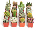 Shop Succulents Premium Live Mini Cactus and Succulent Plants in 2" Pots, Easy Care Indoor or Outdoor Gardening, Terrariums, Favors, & Contemporary Spaces with Hardy, Resilient Varieties, Pack of 32