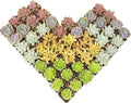 Altman Plants Premium Bulk Succulent Plants (50 Pack), 5 Unique Live Succulents in Sets of 10, Assorted Colors & Shapes, 2 in Pots