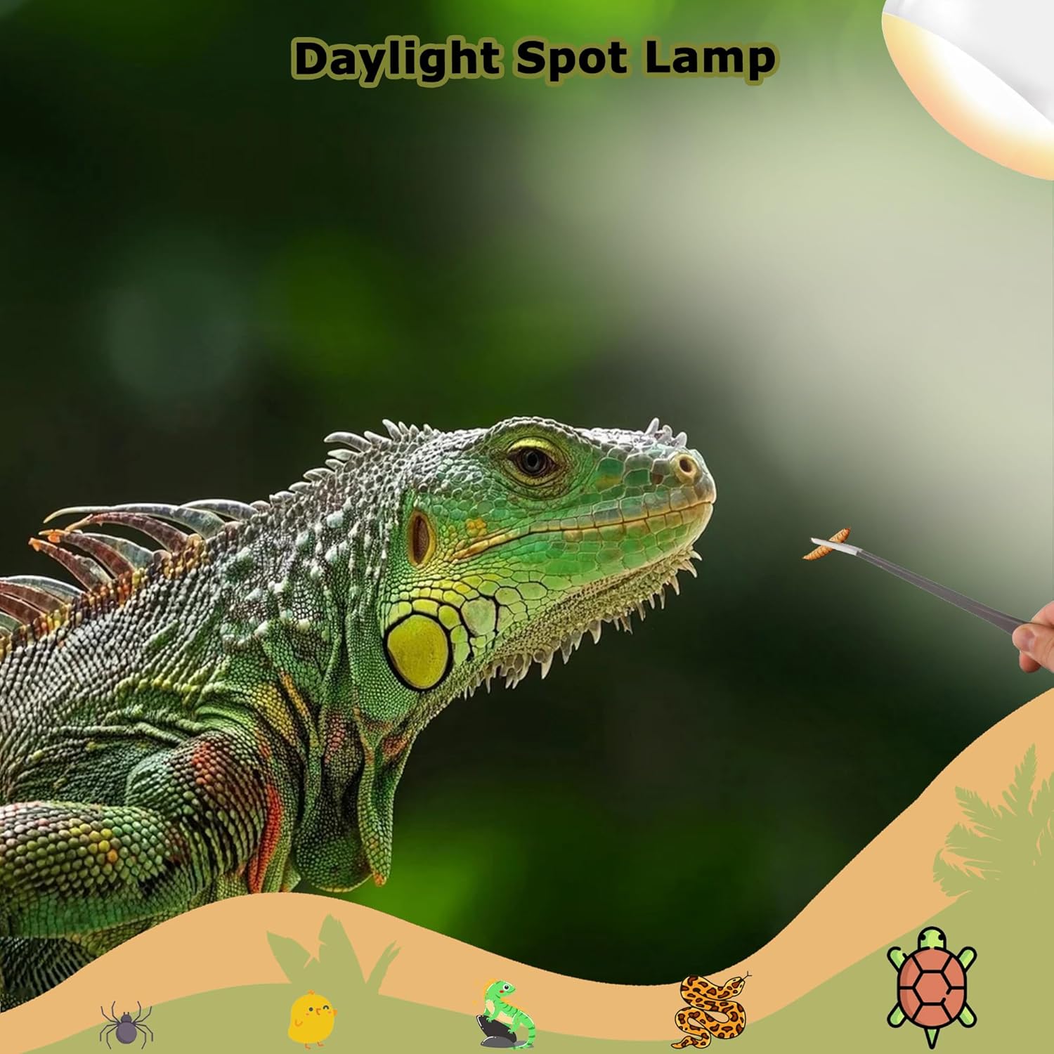 75W Reptile Heat Lamp Bulbs, 2.5 Inch UVA Amphibian Basking Spot Light for Bearded Dragon, Lizard, Tortoise & Chicks – Simulated Sunlight, Daylight Bulb for Aquariums and Tanks | 2 Pack