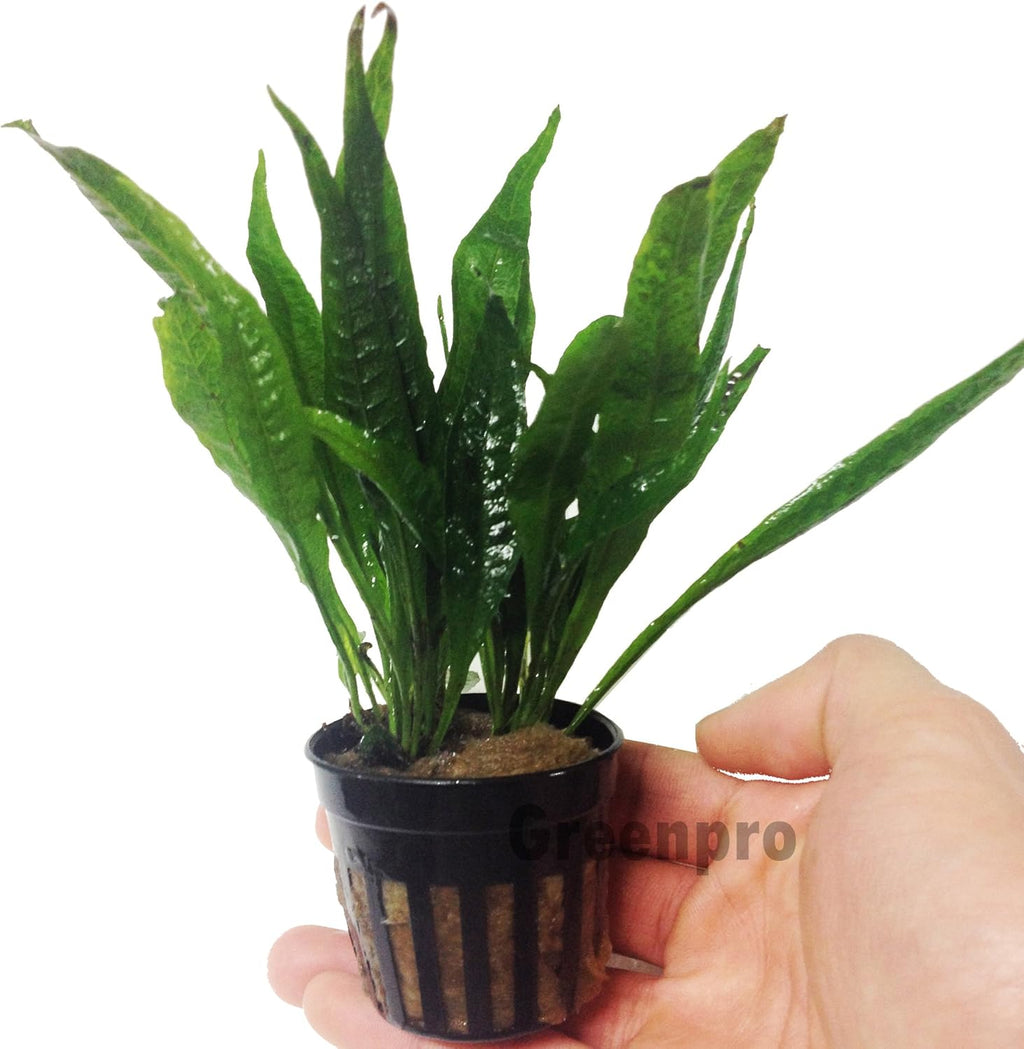 Greenpro Microsorum Pteropus Hardy Leaf Black Forest Asian Java Fern Potted Live Water Aquatic Aquarium Plants for Freshwater Fish Tank