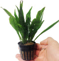 Greenpro Microsorum Pteropus Hardy Leaf Black Forest Asian Java Fern Potted Live Water Aquatic Aquarium Plants for Freshwater Fish Tank