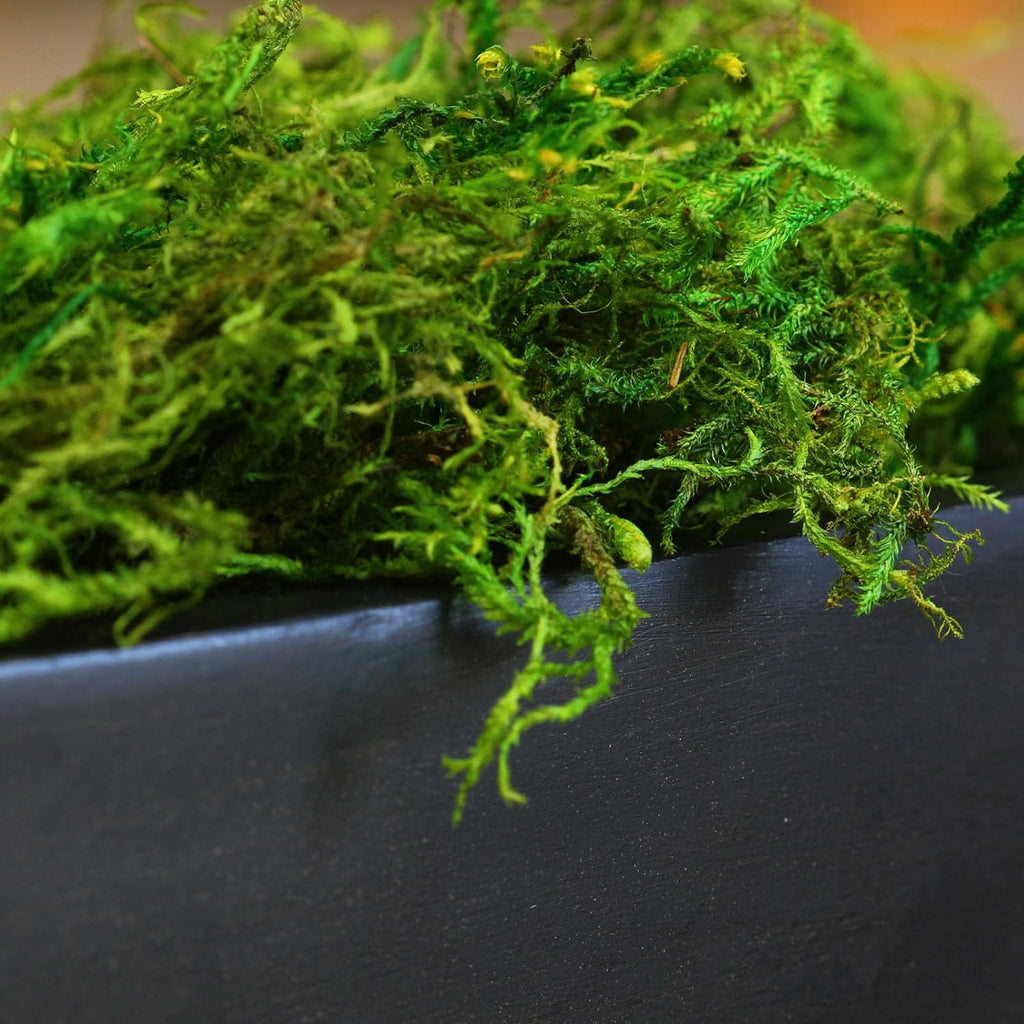 SuperMoss Forest Moss Preserved Lasting Decorative Long Fibers for Potted Plants and Crafts, Fresh Green