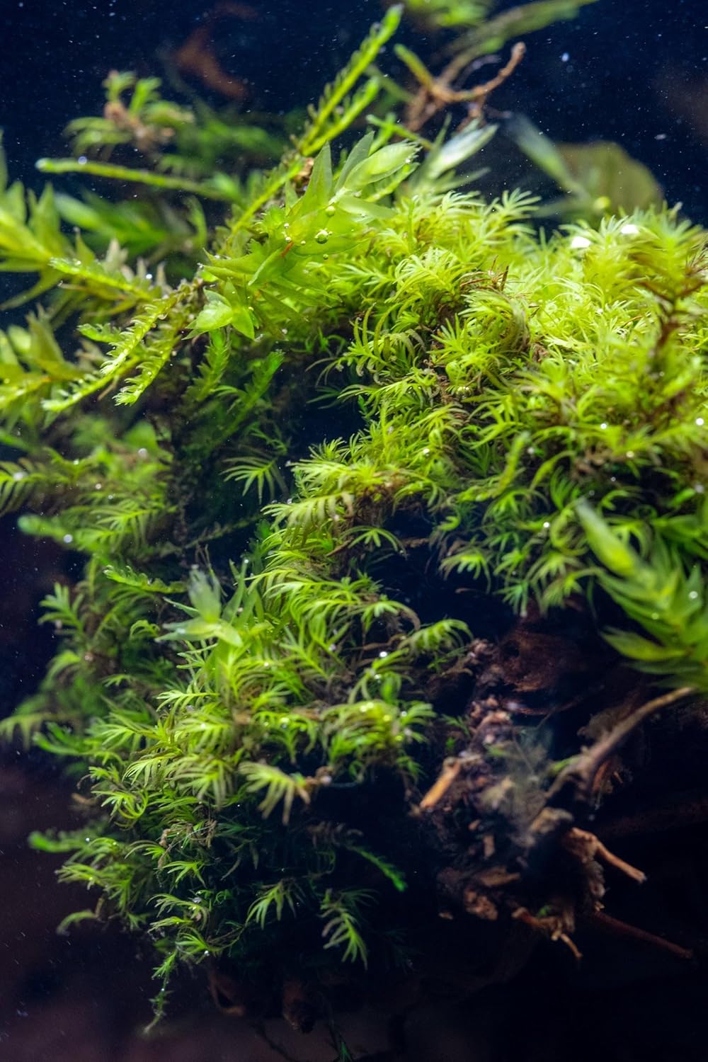 SubstrateSource Live Aquarium Plants on Driftwood, Lava Rock, Moss, Fiber Mat - Freshwater Fish Tanks - Easy, Beginner Friendly (Fissidens Fontanus on Stainless Steel, (5 Pack))