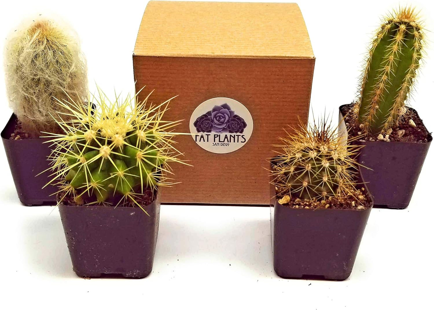 Fatplants Mini Cactus Plants Live Plants (4 Pack), Cactus Plant Indoor Live Plants, Cacti Plants Live Cactus Decor, Succulents Plants Live Houseplants, Mini Cactus Gifts in Cactus Soil Potting Mix