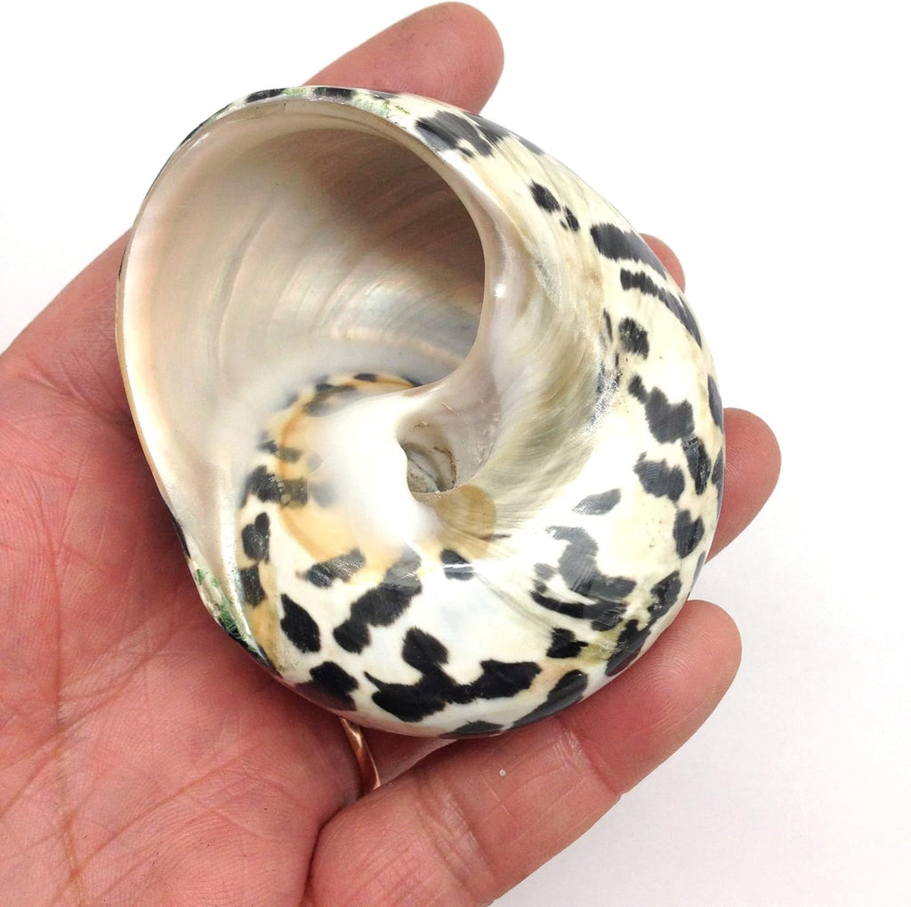 PEPPERLONELY 2 PC Polished Black Magpie Turbo Sea Shell, Hermit Crab Sea Shells, 2-1/4 Inch ~ 2-3/4 Inch