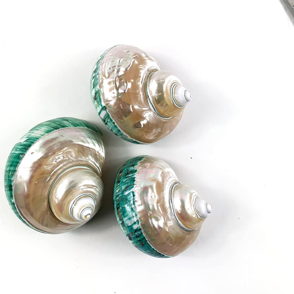 Heyiwell Large Polished Jade Top Turbo Seashells&Hermit Crab Shells 3.5"~4.5" Inch
