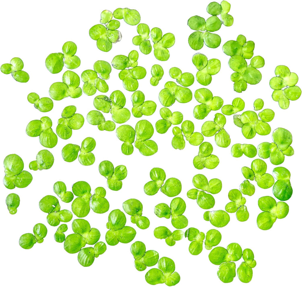 SubstrateSource Live Floating Aquatic Plant - Giant Duckweed, Spirodela Polyrhiza - Surface Shade for Aquarium Aquascaping, Shrimp Tank, Low Light, Nano, Freshwater Habitat, Pond Decor - 1 Pack
