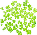 SubstrateSource Live Floating Aquatic Plant - Giant Duckweed, Spirodela Polyrhiza - Surface Shade for Aquarium Aquascaping, Shrimp Tank, Low Light, Nano, Freshwater Habitat, Pond Decor - 1 Pack