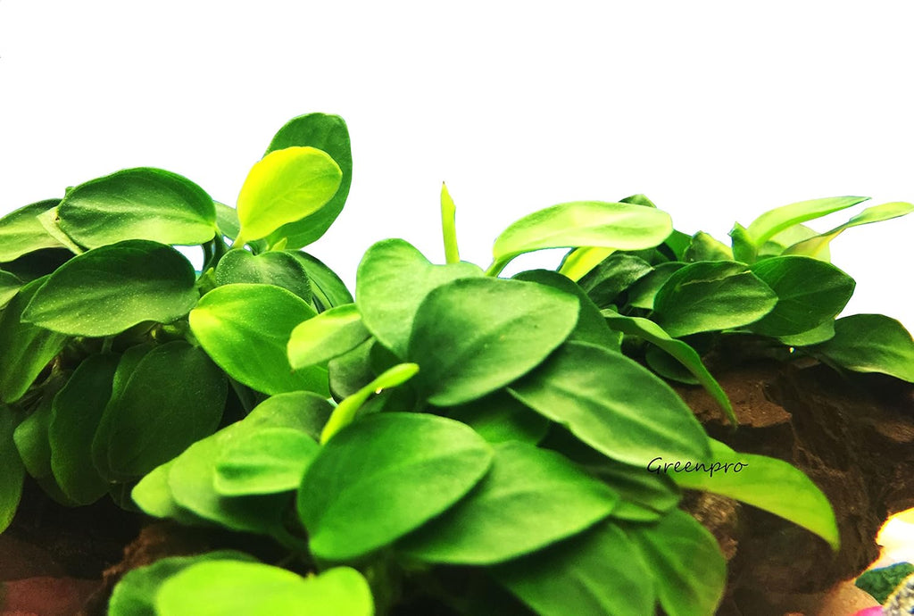 Dwarf Anubias Nana Petite on Driftwood Live Aquarium Plants Fish Tank Decorations Water Plants by Greenpro