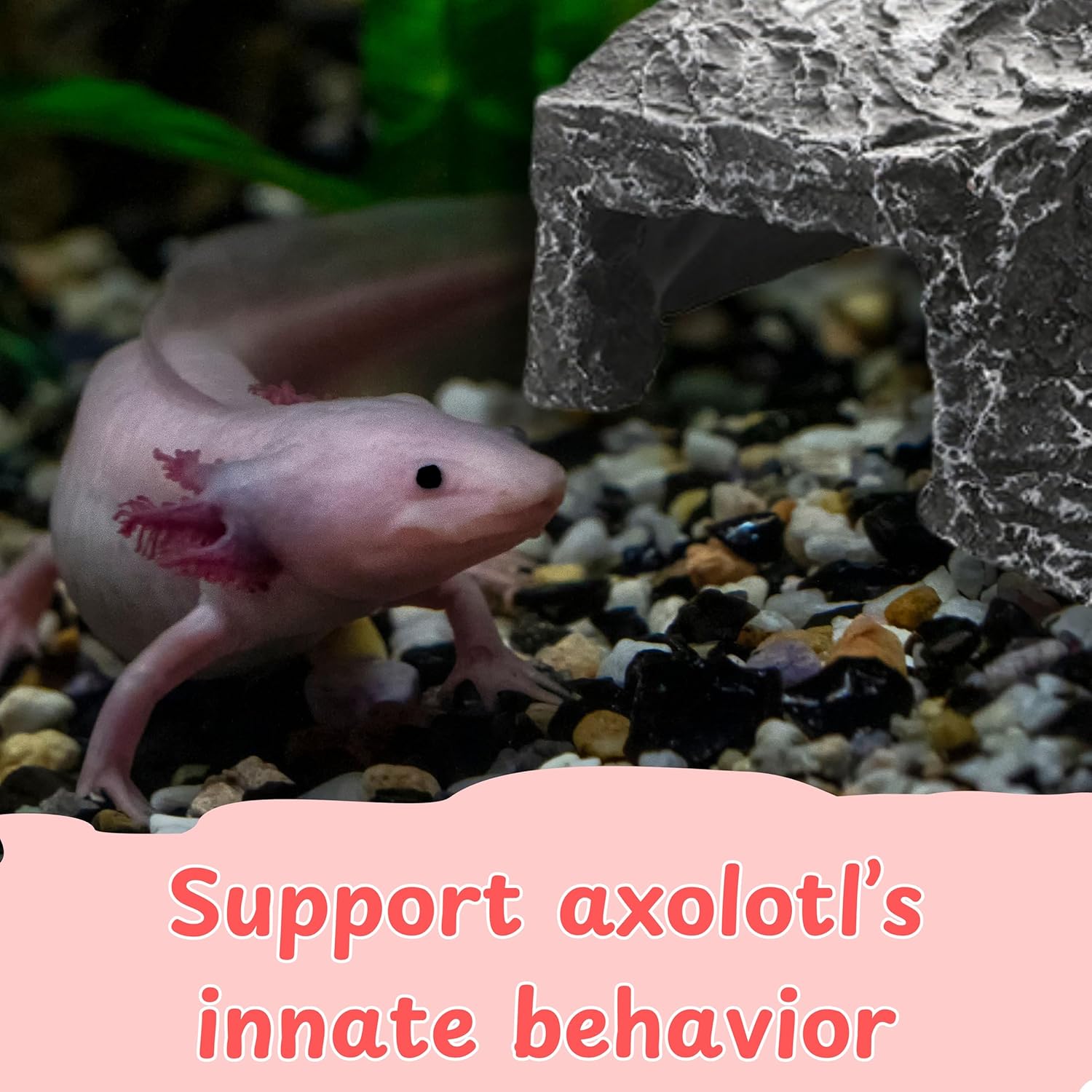 Axolotl Hide with Fish Feeding Dish Set, Axolotl Hideout for Aquariums, Bowl and Aquarium Hides for Axolotls Reptile Tortoise Fish, Hides for Tank, Turtle Tanks Decorations (Rock, M)