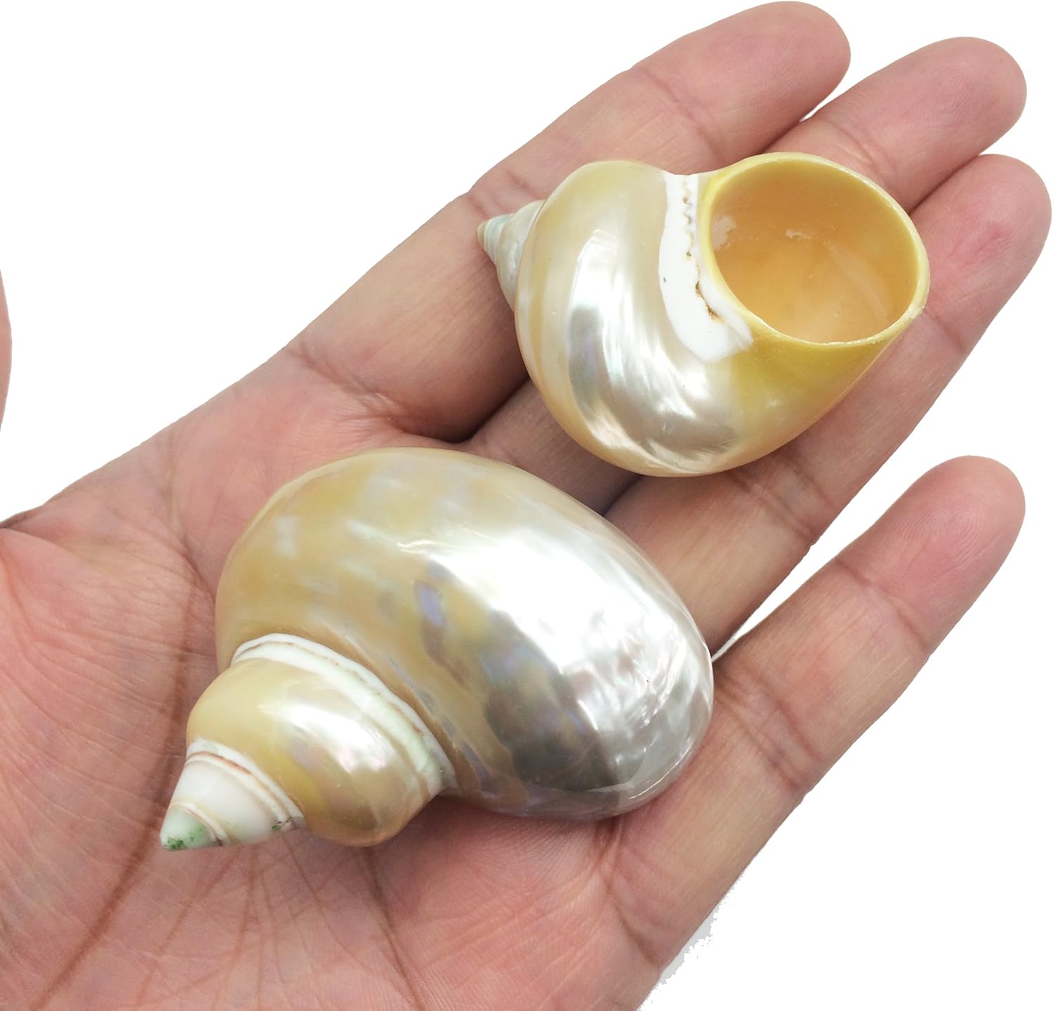 PEPPERLONELY 5PC Pearlized Gold Mouth Turbo, Hermit Crab Sea Shells, 1-1/2 Inch to 2 Inch