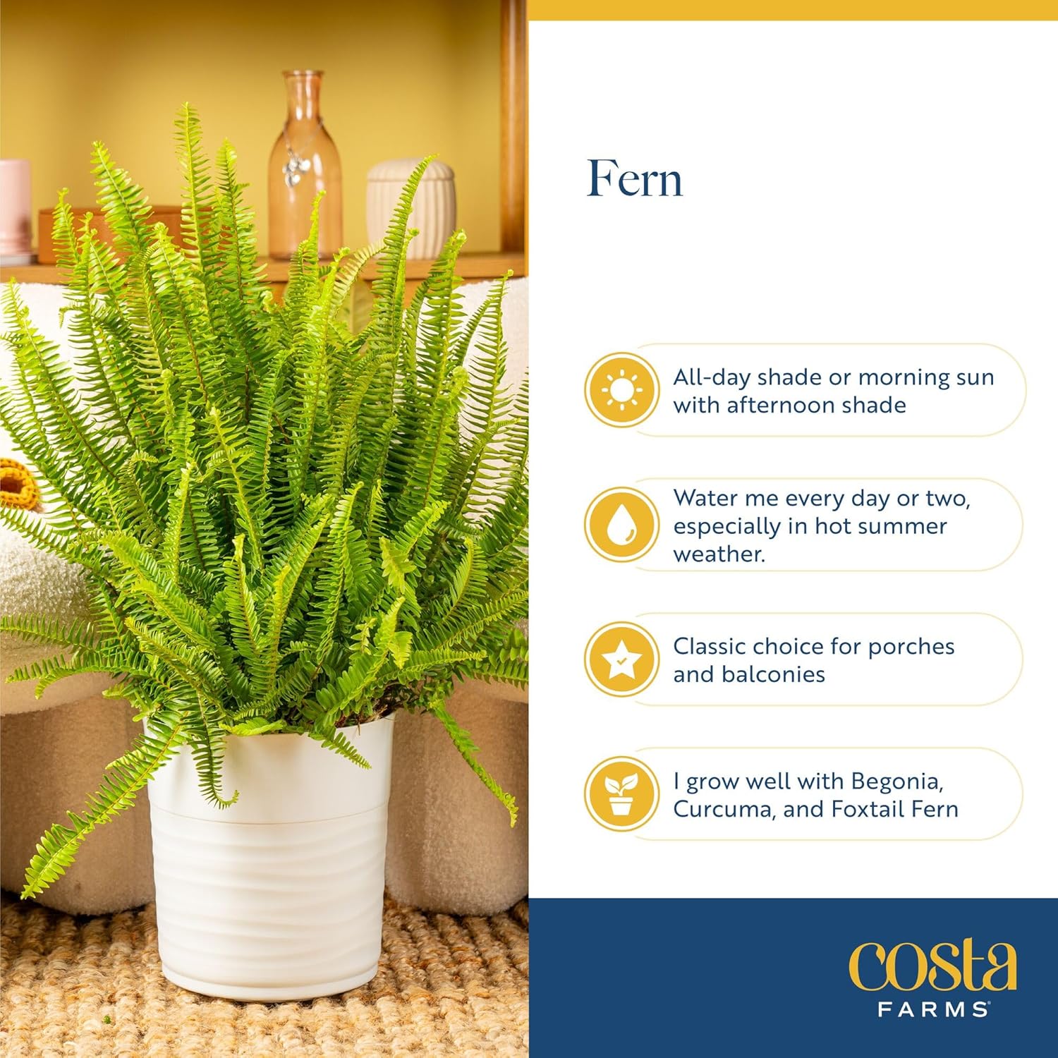 Costa Farms Kimberly Queen Fern, Live Indoor Plant, Houseplant in Grower Pot, 2-3 Feet Tall